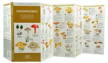 Pocket Naturalist: Mushrooms